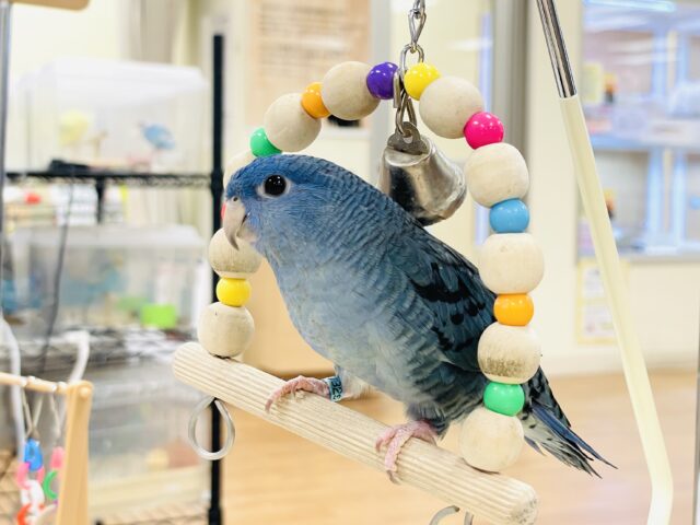 好奇心旺盛な青い鳥さん💙サザナミインコ(コバルト) サザナミインコ