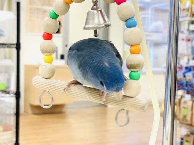 好奇心旺盛な青い鳥さん💙サザナミインコ(コバルト) サザナミインコ