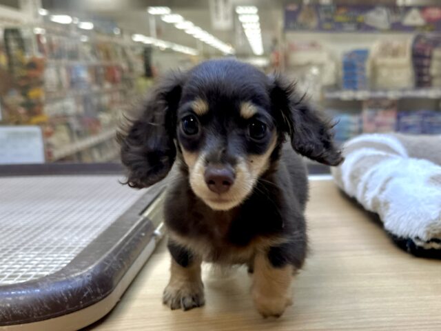 ミニチュアダックス