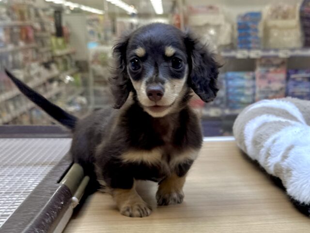 ミニチュアダックス