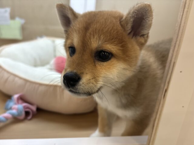 柴犬