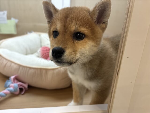 柴犬