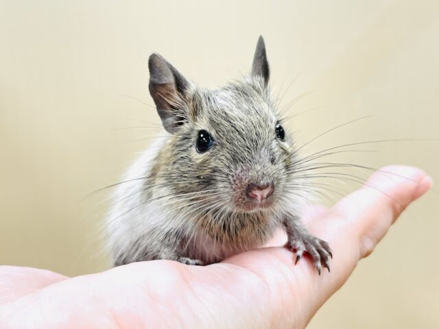 これから大きくなるんだ☺️ミニミニサイズのデグーちゃん（パイド）男の子