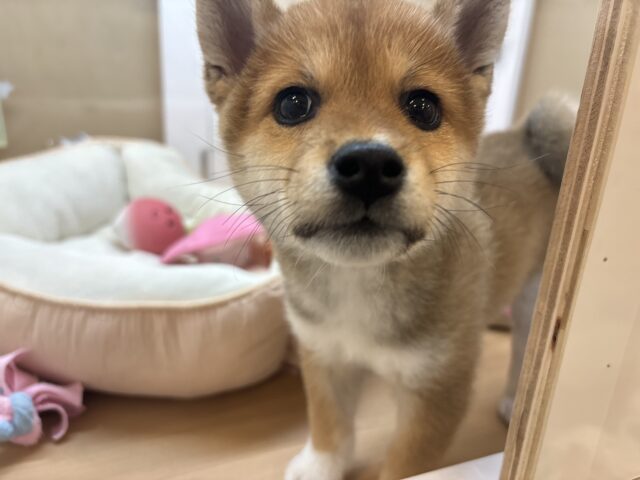 柴犬