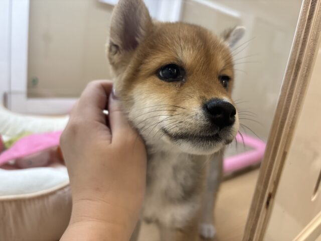 柴犬