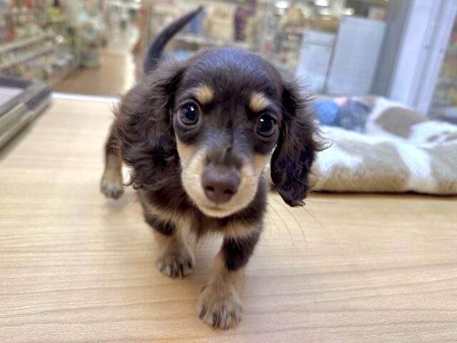 かまってかまって〜🥺💓ミニチュアダックス女の子