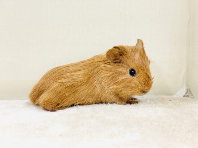 ぷーいぷーい💕イングリッシュモルモット（男の子）