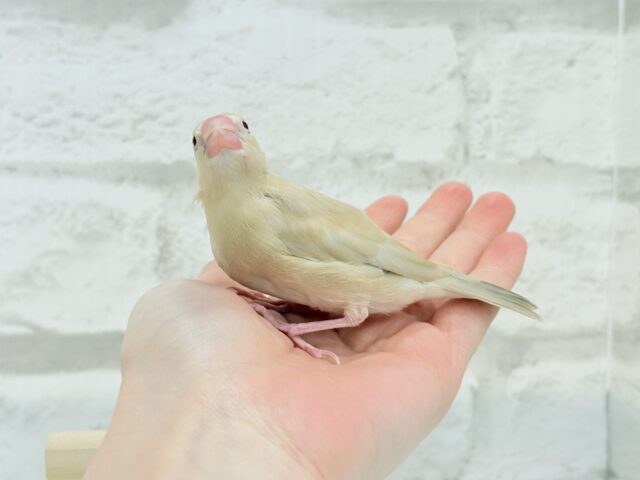 シナモン文鳥