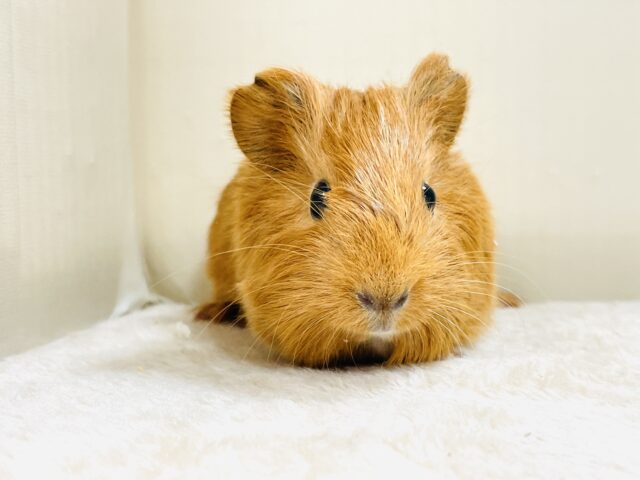 イングリッシュモルモット