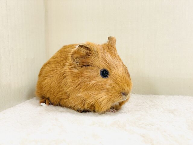 イングリッシュモルモット