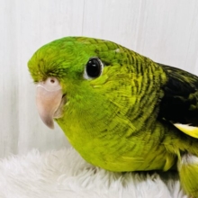 1人は嫌(;o;)寂しがりやのサザナミインコの男の子！