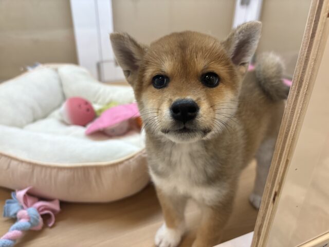 柴犬