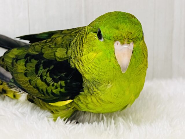 サザナミインコ