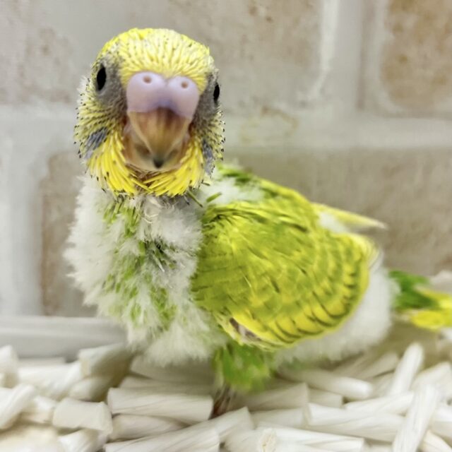 レモンライム🎶🍋 セキセイインコ(グリーンスパングル) レモンライム🎶🍋 セキセイインコ(グリーンスパングル)