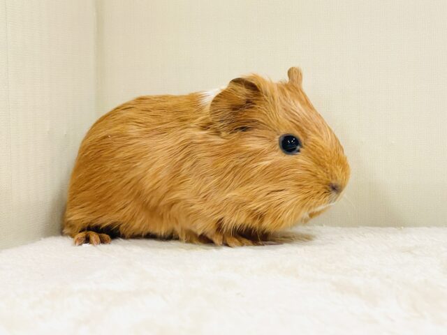 イングリッシュモルモット