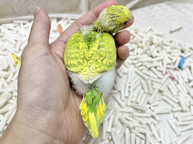 レモンライム🎶🍋 セキセイインコ(グリーンスパングル) セキセイインコ