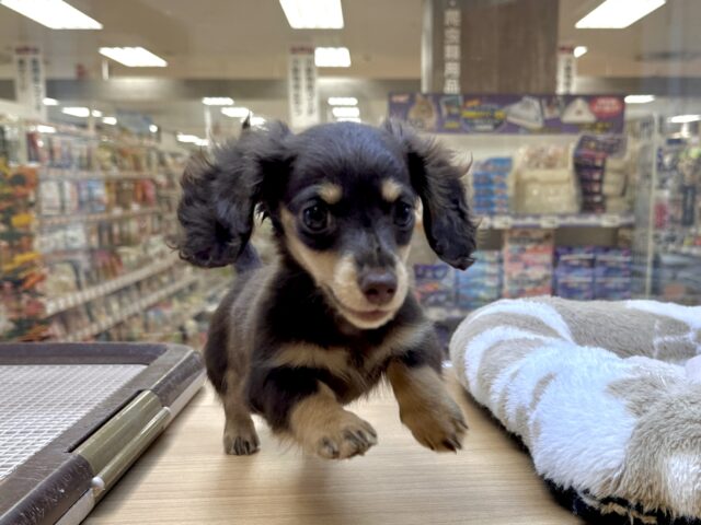 ミニチュアダックス