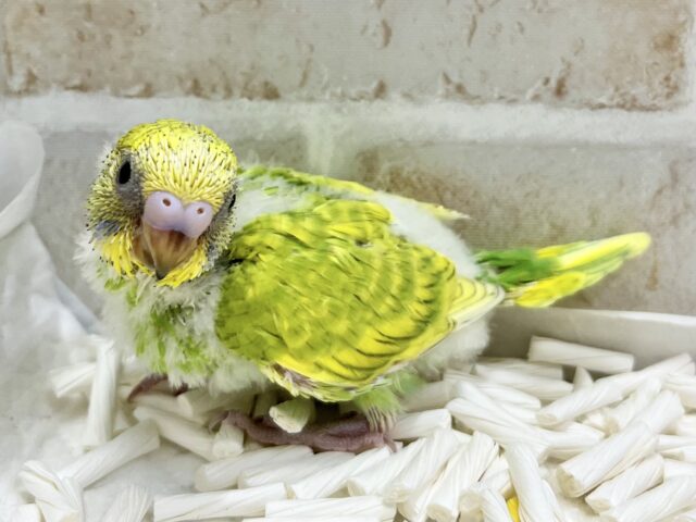 セキセイインコ