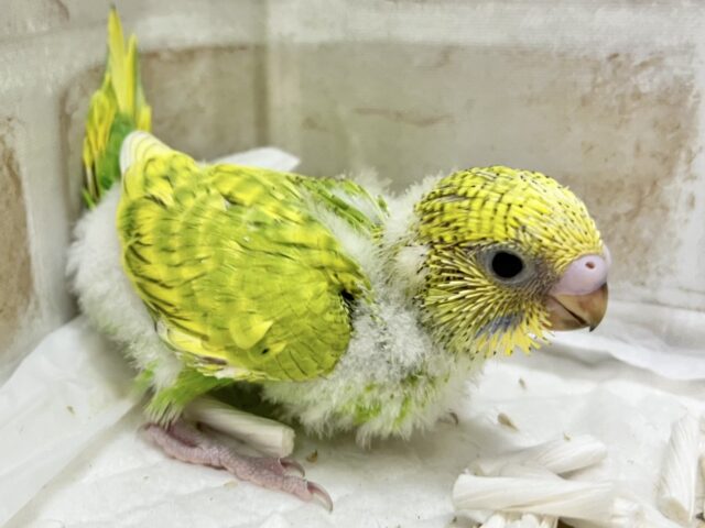 セキセイインコ