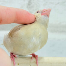 【最新画像更新🪄ひとり餌‪になりました☆】ぬくぬく一緒に過ごそうよ~♩♩シナモン文鳥 ヒナ