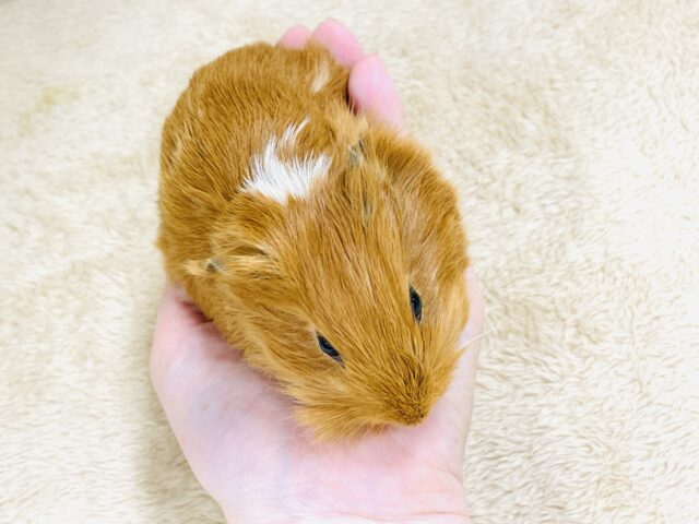 イングリッシュモルモット