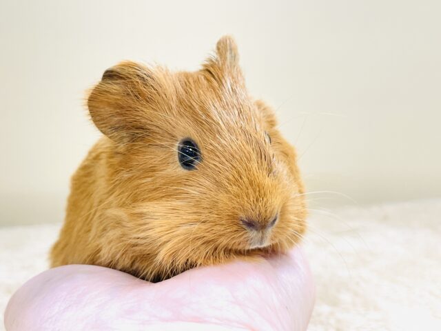 イングリッシュモルモット