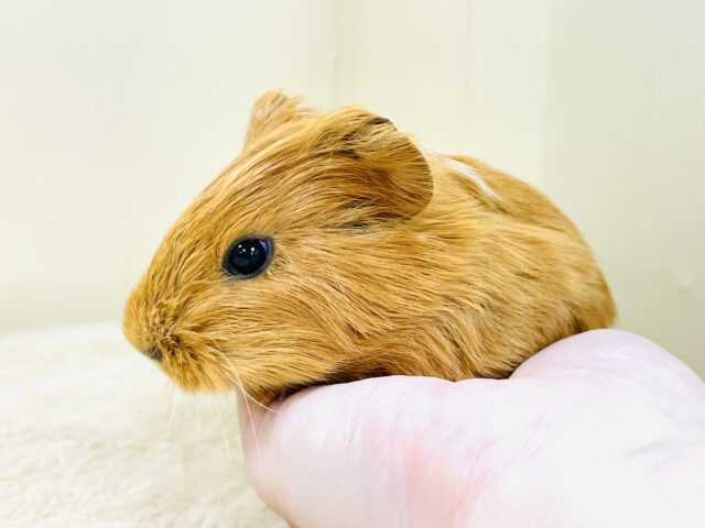 イングリッシュモルモット