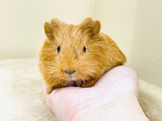 イングリッシュモルモット