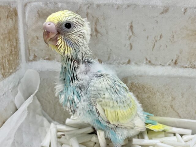 ソーダフロート🍨🩵 セキセイインコ(パステルレインボー) セキセイインコ