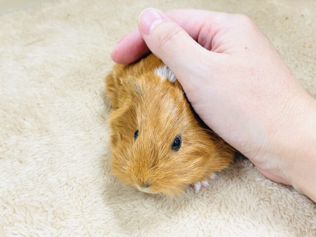 イングリッシュモルモット