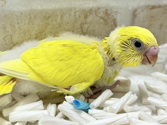 セキセイインコ