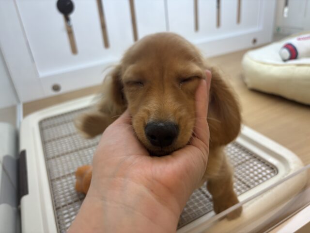 ミニチュアダックス