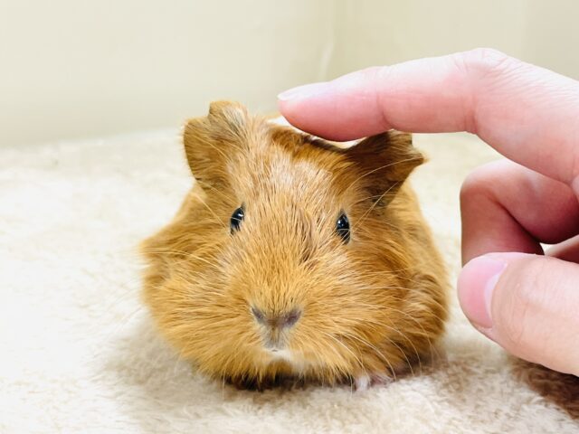 イングリッシュモルモット