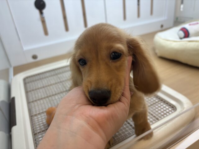 ミニチュアダックス