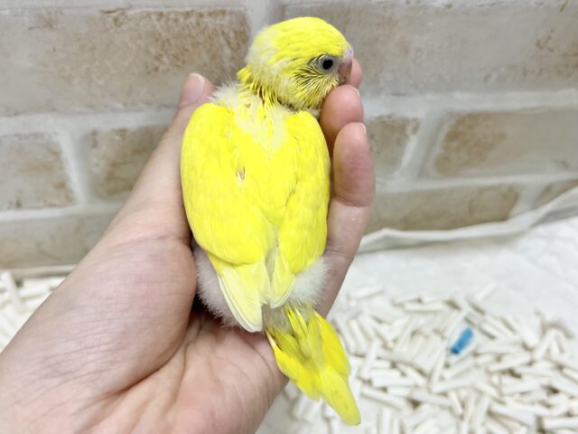 まっきっき!🌼🐤💛 セキセイインコ(ダブルファクター) セキセイインコ