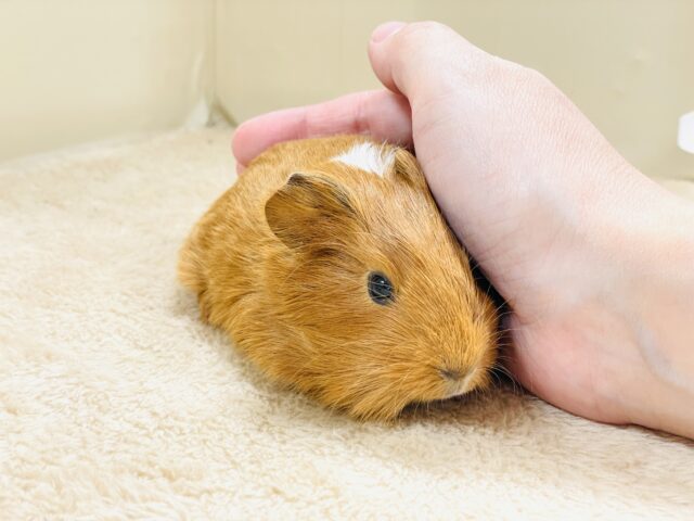 イングリッシュモルモット