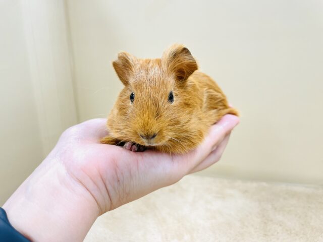 イングリッシュモルモット