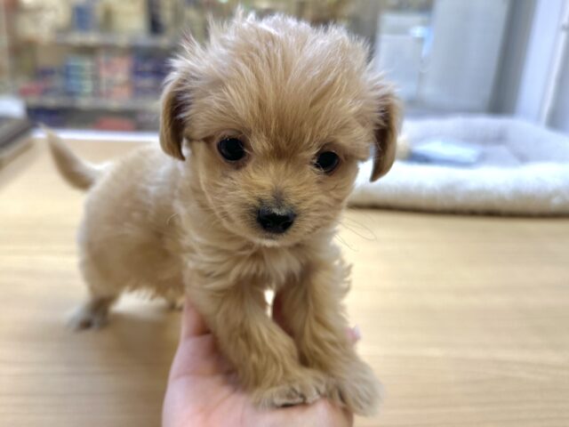 おっとり🧸🌙チワプーくん チワプー