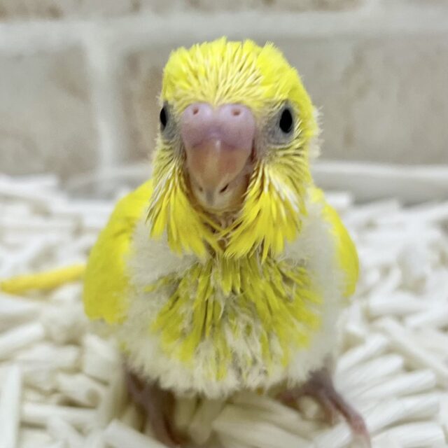 まっきっき!🌼🐤💛 セキセイインコ(ダブルファクター) まっきっき!🌼🐤💛 セキセイインコ(ダブルファクター)