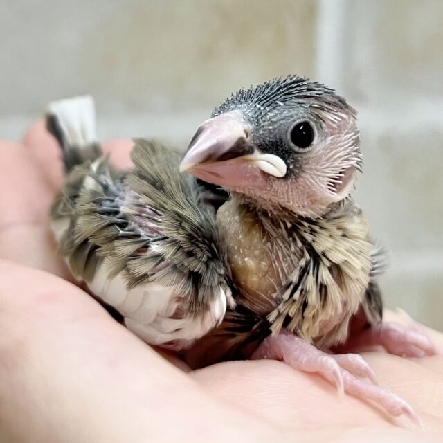 ちょこんとお座り🐣🩷 桜文鳥 ちょこんとお座り🐣🩷 桜文鳥