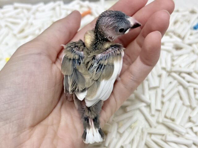 ちょこんとお座り🐣🩷 桜文鳥 桜文鳥