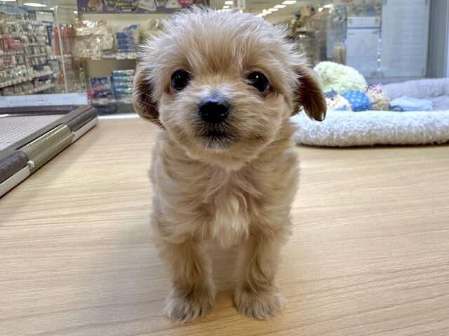 おっとり🧸🌙チワプーくん チワプー