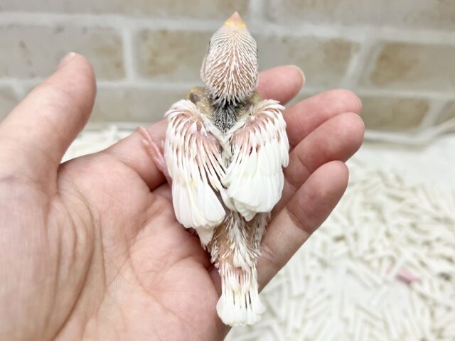 しろしろぶんちょす🤍 白文鳥 白文鳥