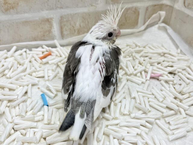 うるうるBIGアイ👀✨ オカメインコ(ホワイトフェイスパイド) オカメインコ