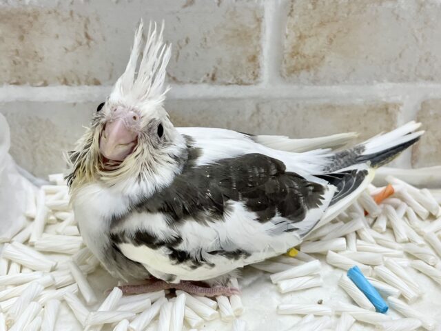 うるうるBIGアイ👀✨ オカメインコ(ホワイトフェイスパイド) オカメインコ