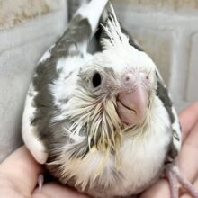 うるうるBIGアイ👀✨　オカメインコ（ホワイトフェイスパイド）