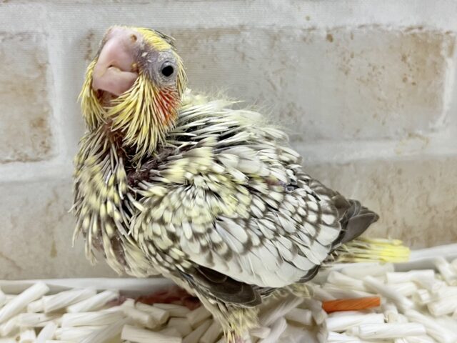 オカメインコ