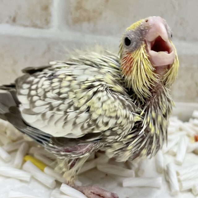 ツクツクファンキーちゃん🐥💥 オカメインコ(シナモンパール) ツクツクファンキーちゃん🐥💥 オカメインコ(シナモンパール)