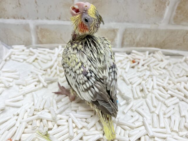ツクツクファンキーちゃん🐥💥 オカメインコ(シナモンパール) オカメインコ