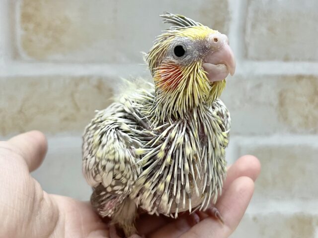 オカメインコ